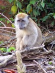 Macaque patriarch.JPG (80 KB)
